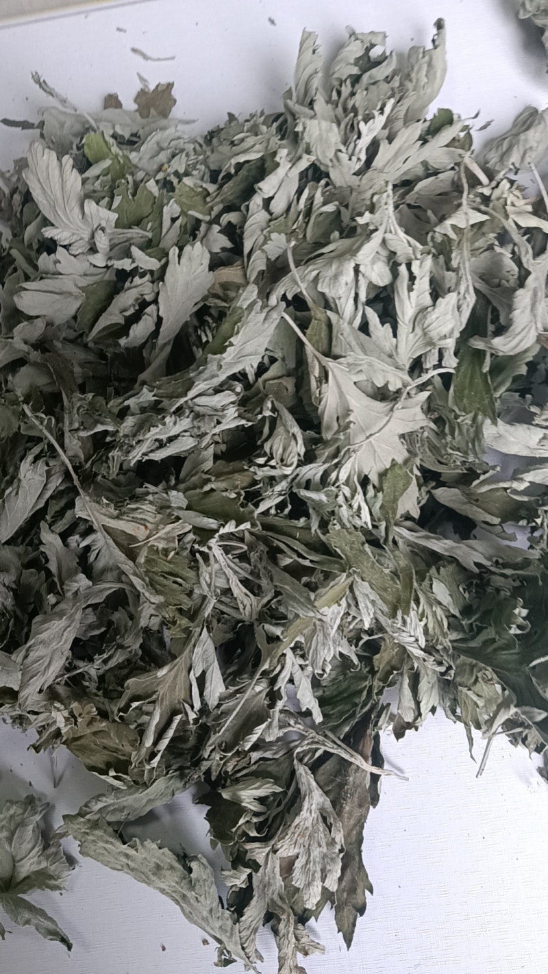 端午节野生艾叶人工采摘人工捡阴干