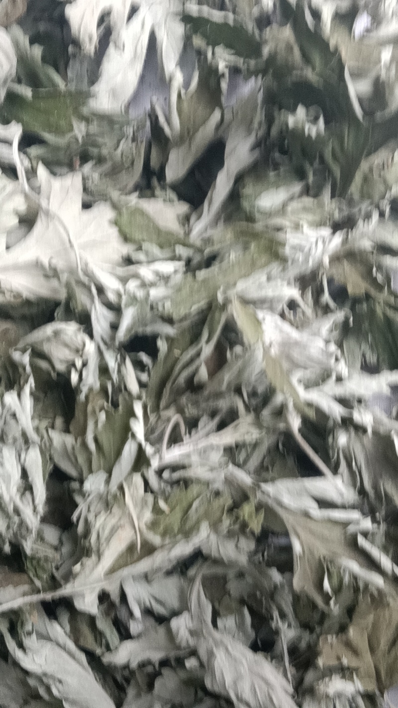 端午节野生艾叶人工采摘人工捡阴干