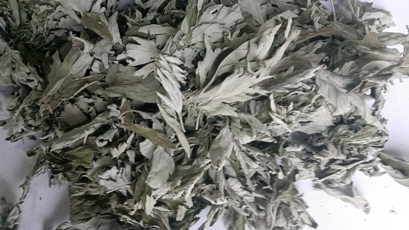 端午节野生艾叶人工采摘人工捡阴干