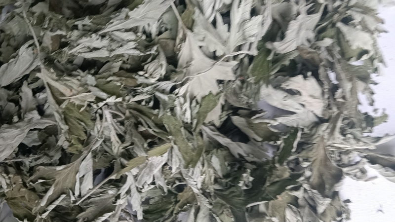 端午节野生艾叶人工采摘人工捡阴干
