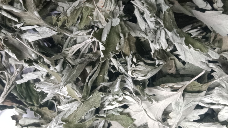 端午节野生艾叶人工采摘人工捡阴干