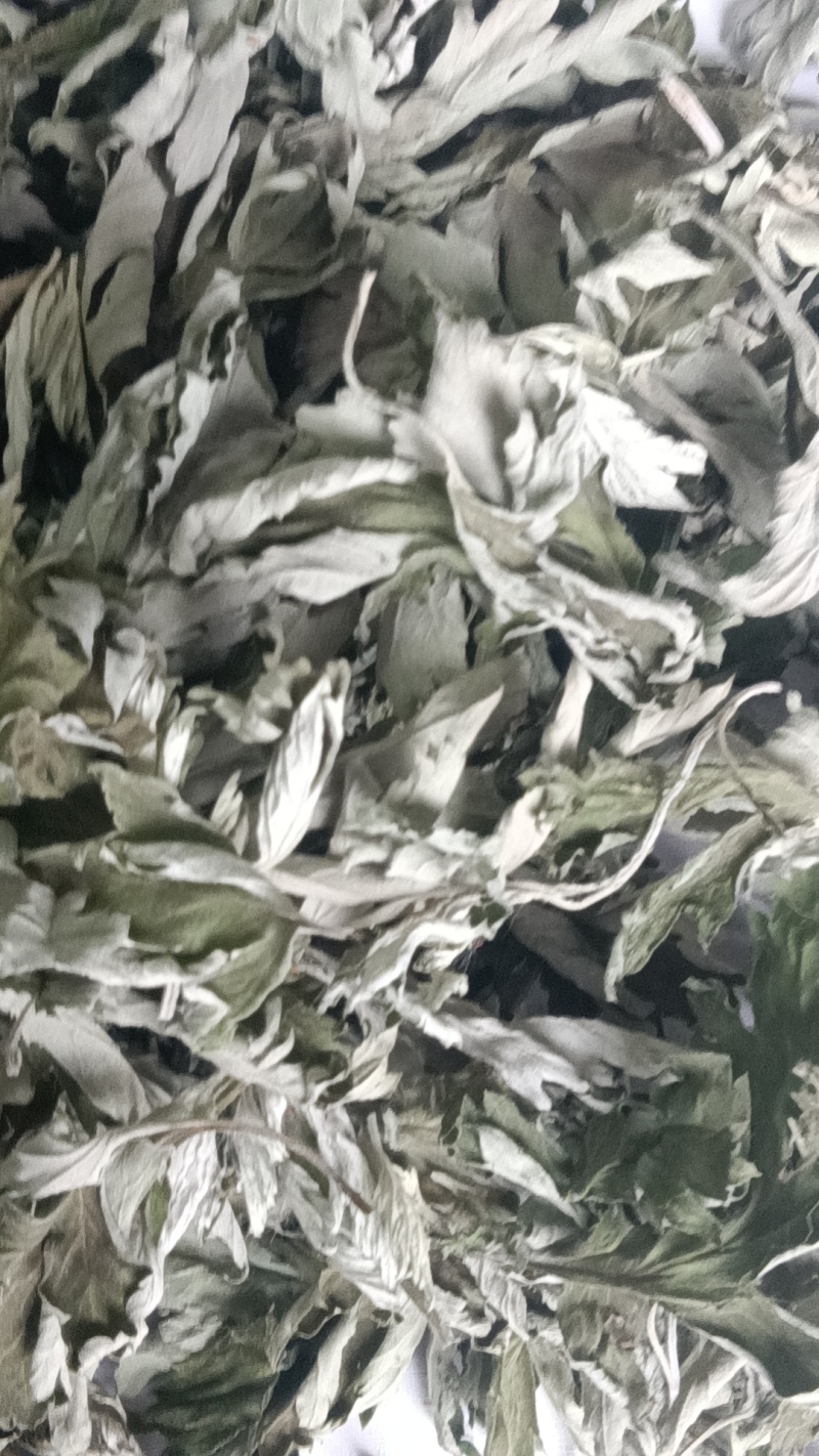 端午节野生艾叶人工采摘人工捡阴干