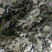 端午节野生艾叶人工采摘人工捡阴干