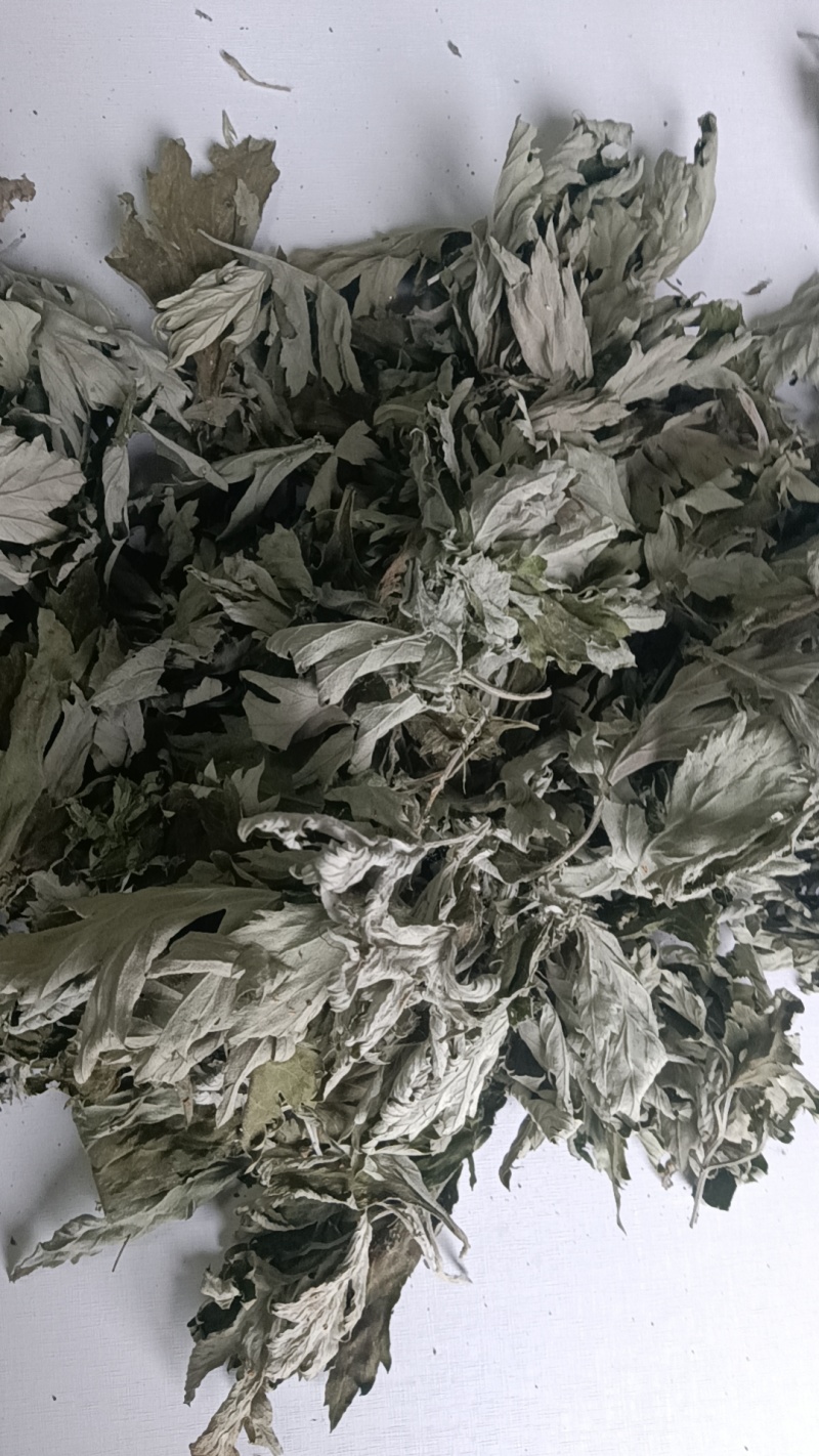 端午节野生艾叶人工采摘人工捡阴干