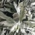 端午节野生艾叶人工采摘人工捡阴干