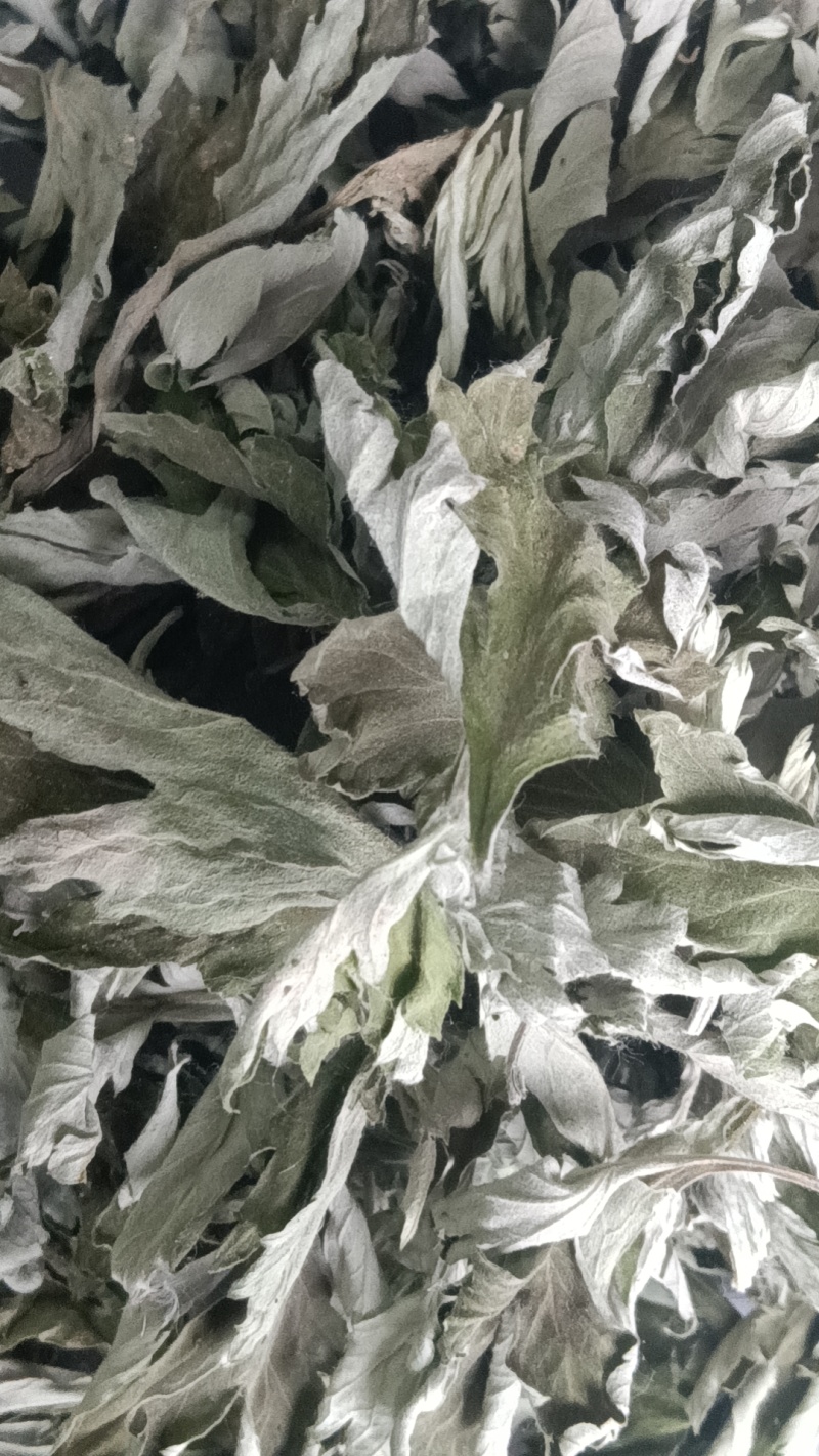 端午节野生艾叶人工采摘人工捡阴干