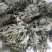 端午节野生艾叶人工采摘人工捡阴干