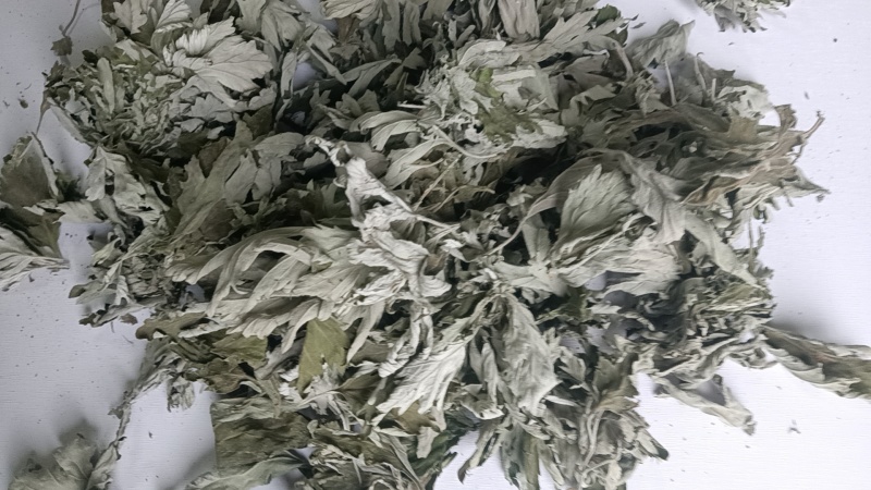 端午节野生艾叶人工采摘人工捡阴干