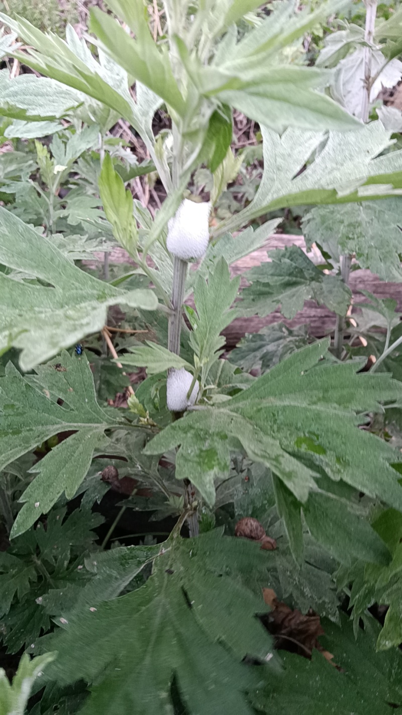 端午节野生艾叶人工采摘人工捡阴干