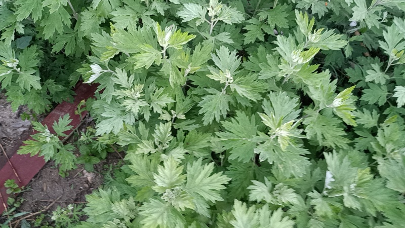端午节野生艾叶人工采摘人工捡阴干
