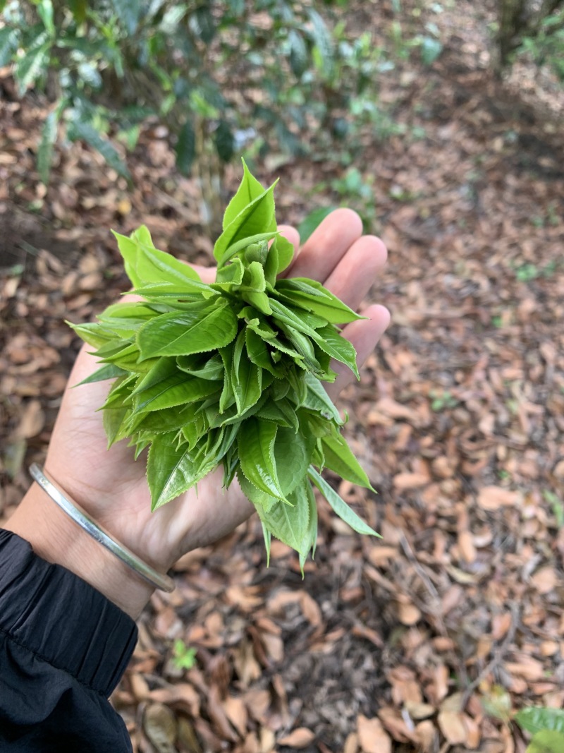 春茶乔木味道正品质好