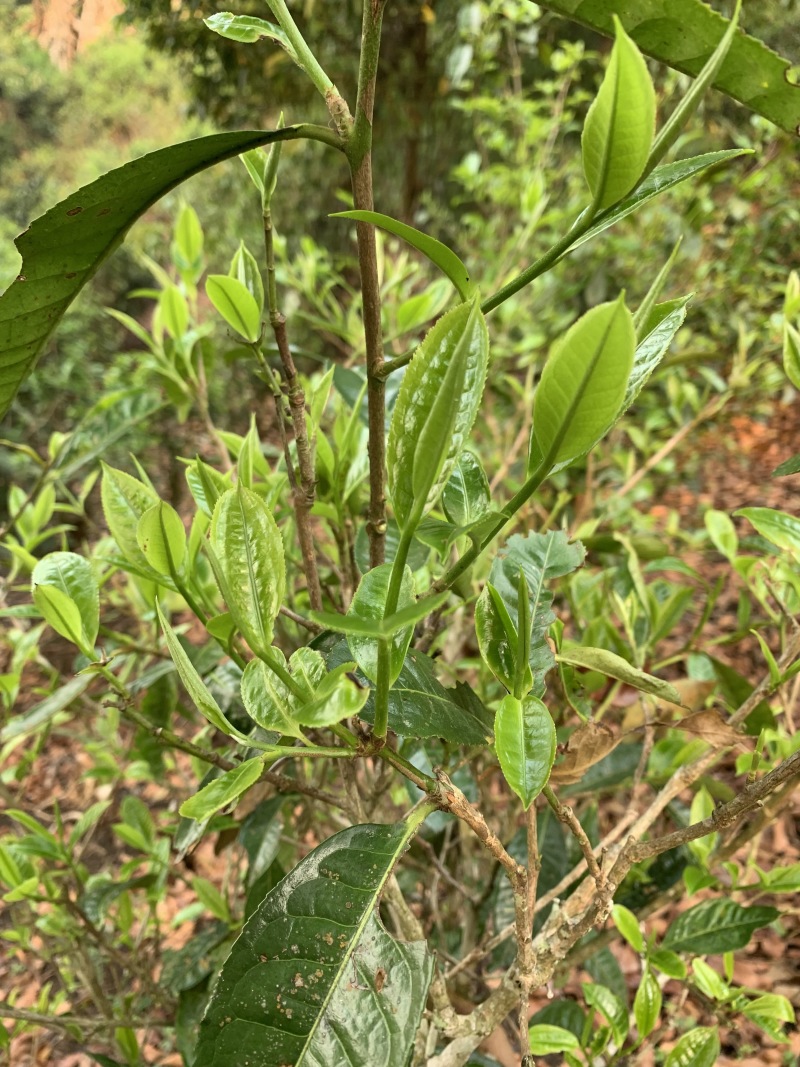 春茶乔木味道正品质好