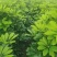 鸭脚木，鹅掌柴，八方来财，七叶莲，市政绿化造型