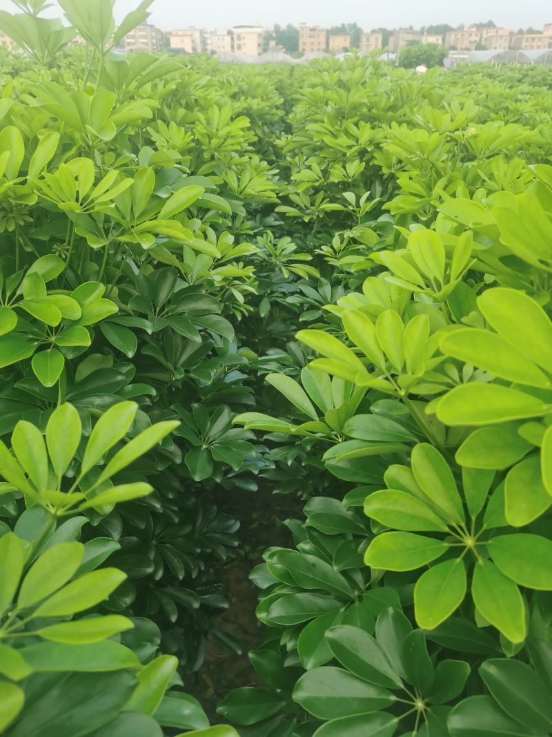 鸭脚木，鹅掌柴，八方来财，七叶莲，市政绿化造型