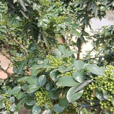 2025重庆青花椒