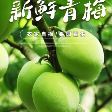 广西青梅（青梅酒原料）