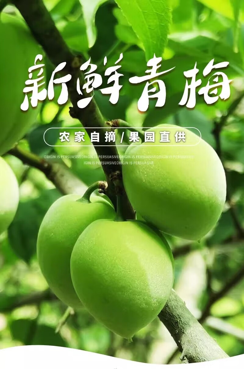 广西青梅（青梅酒原料）