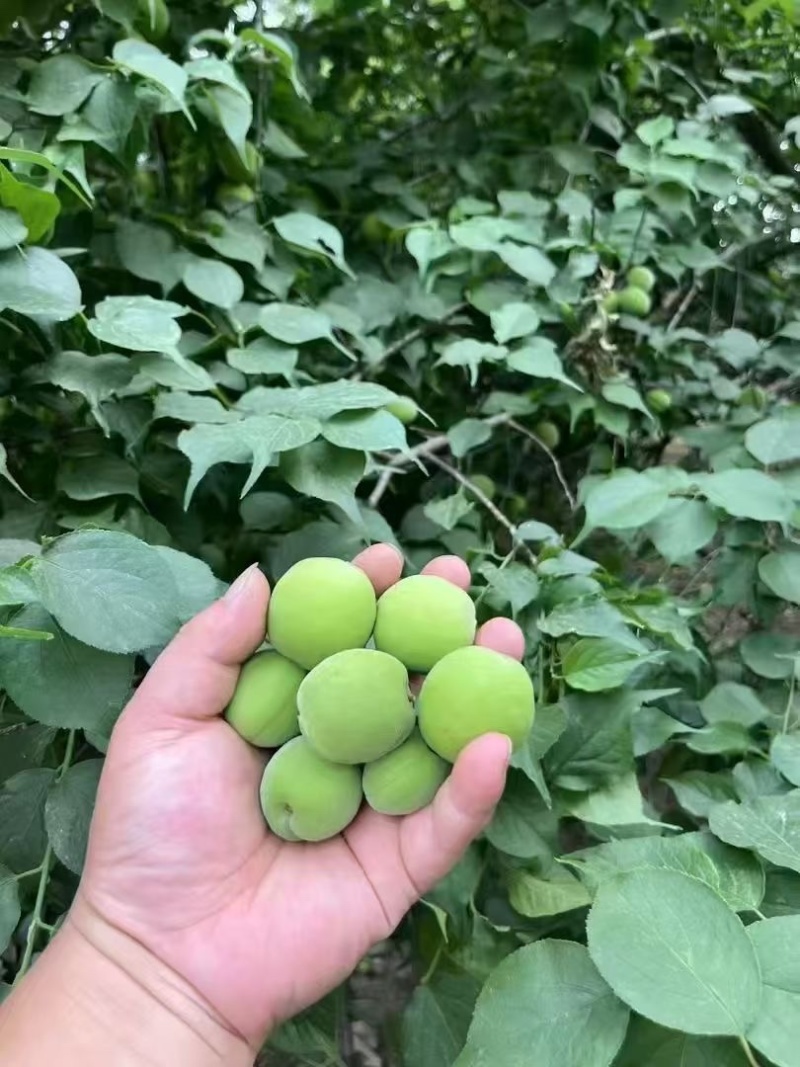 广西青梅（青梅酒原料）