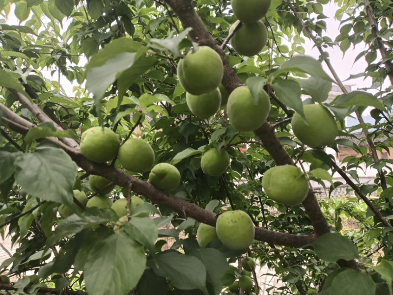 广西青梅（青梅酒原料）