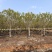 全冠黄槐6~10公分，苗基地多种规格大量低价出售