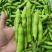 【蚕豆】精品大蚕豆大量供应货源充足品质保证全国发货