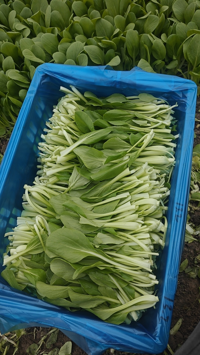 鸡毛菜全国发货品质保证欢迎联系对接批发市场商超