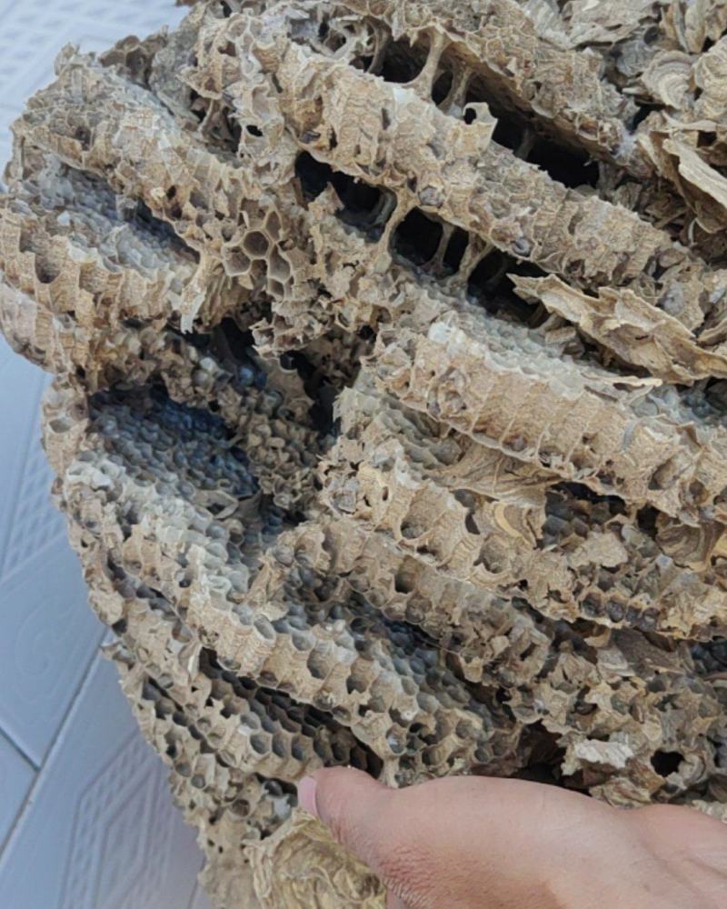 野蜂巢马蜂窝产地山西