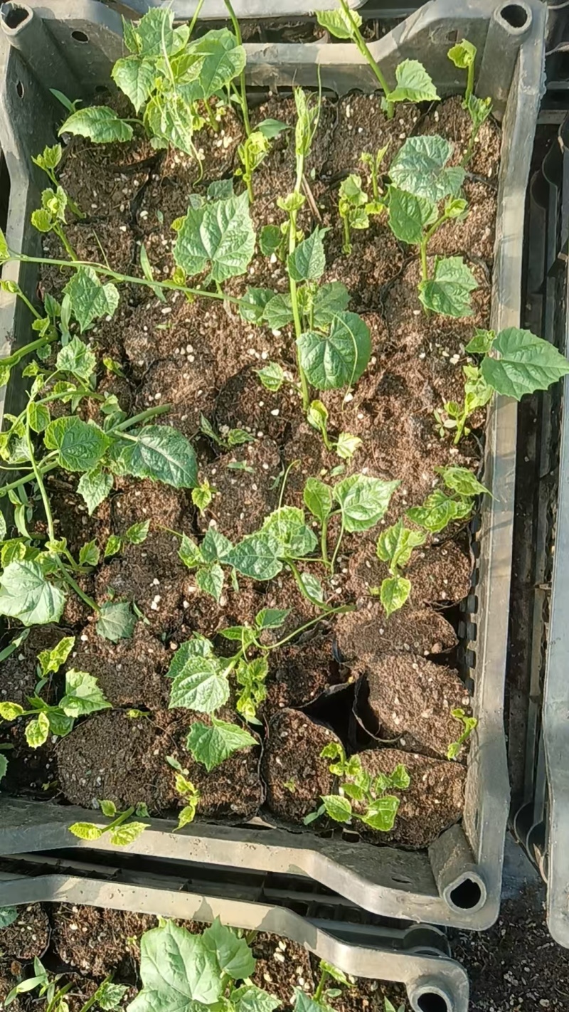 瓜蒌苗，瓜蒌，瓜蒌子，无架瓜蒌苗，订单种植产品回收！