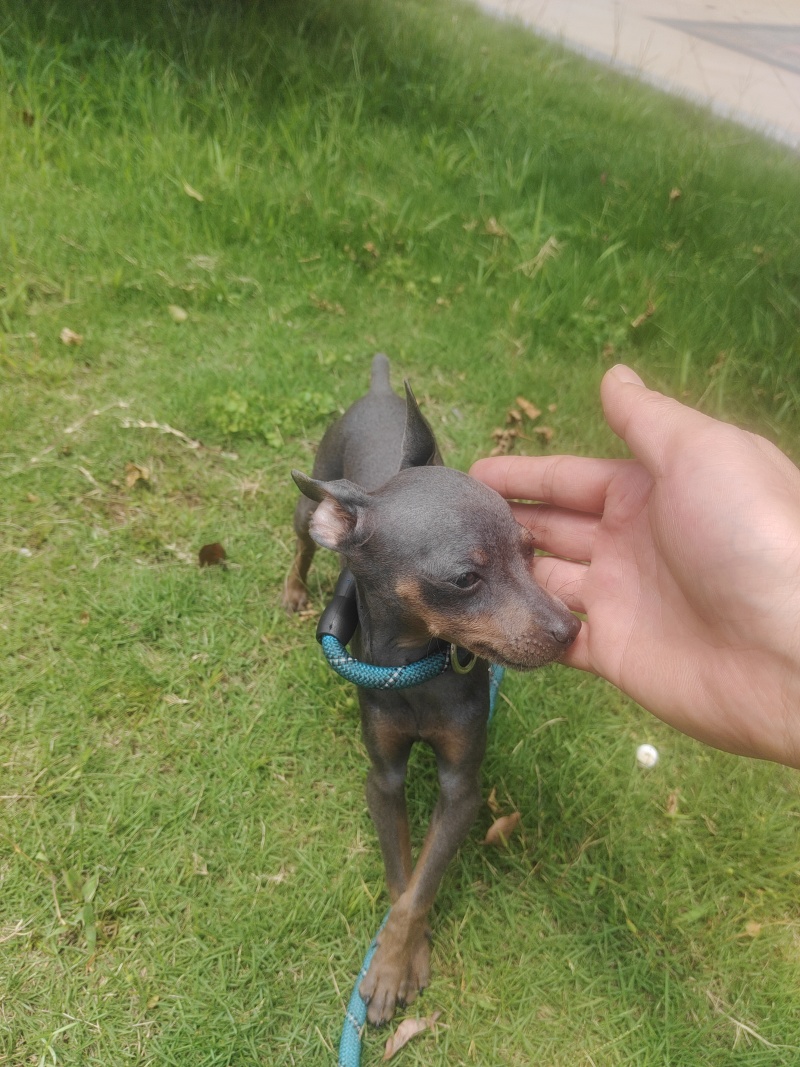 蓝色小鹿犬