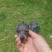 蓝色小鹿犬