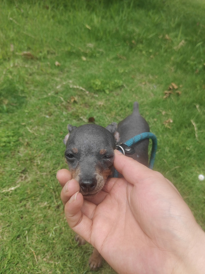 蓝色小鹿犬