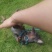 蓝色小鹿犬