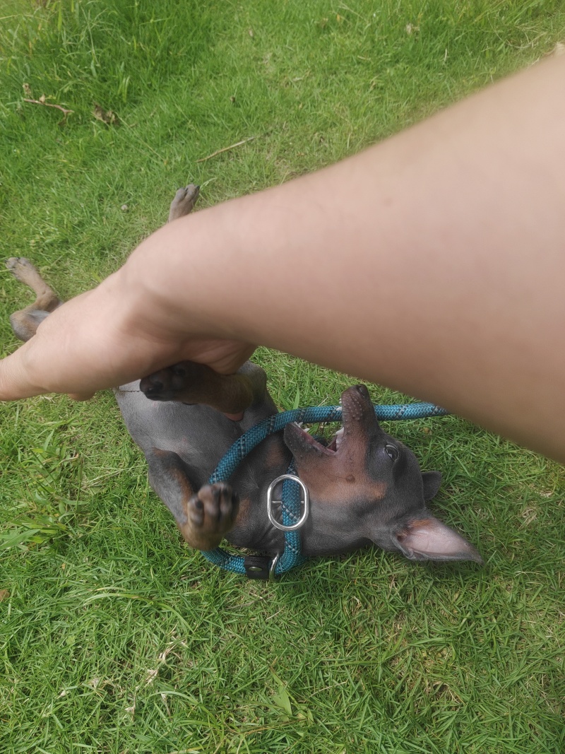 蓝色小鹿犬