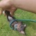 蓝色小鹿犬