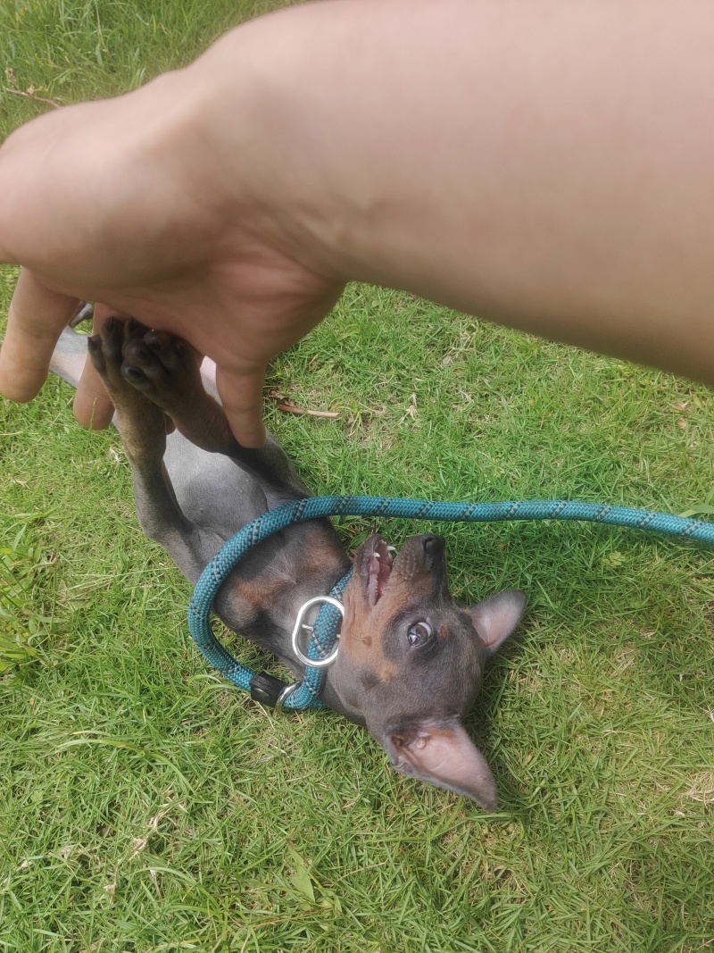 蓝色小鹿犬