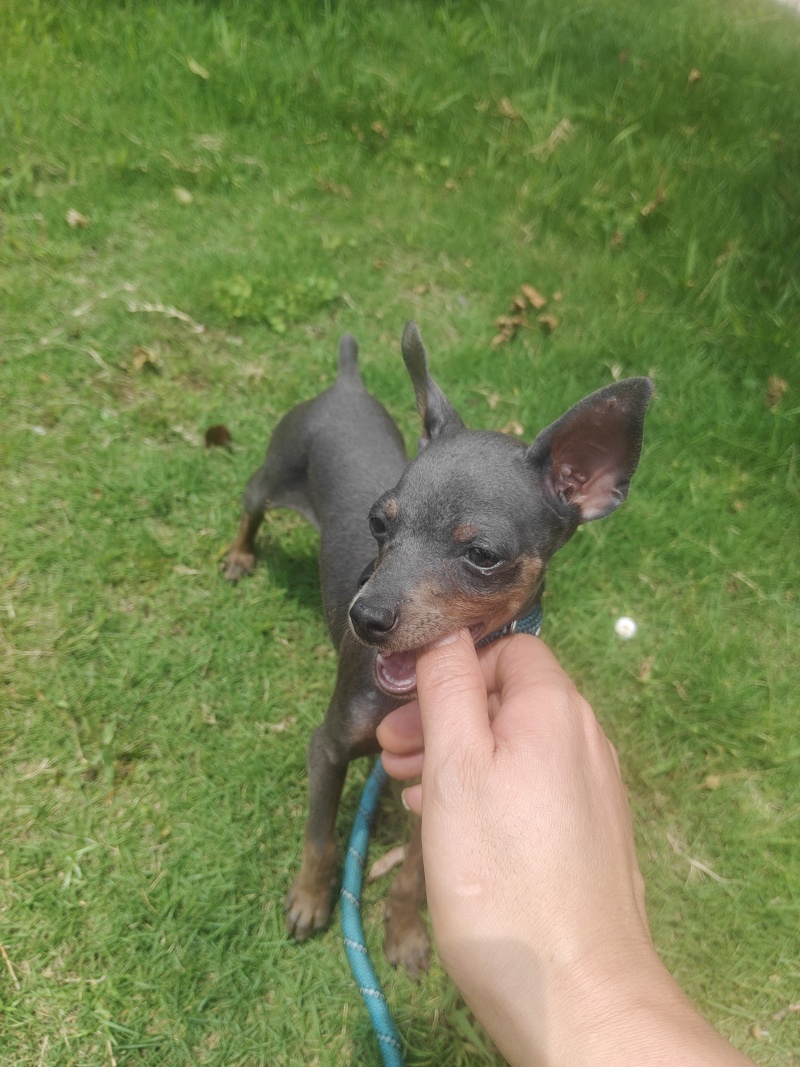蓝色小鹿犬