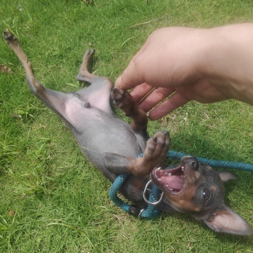 蓝色小鹿犬