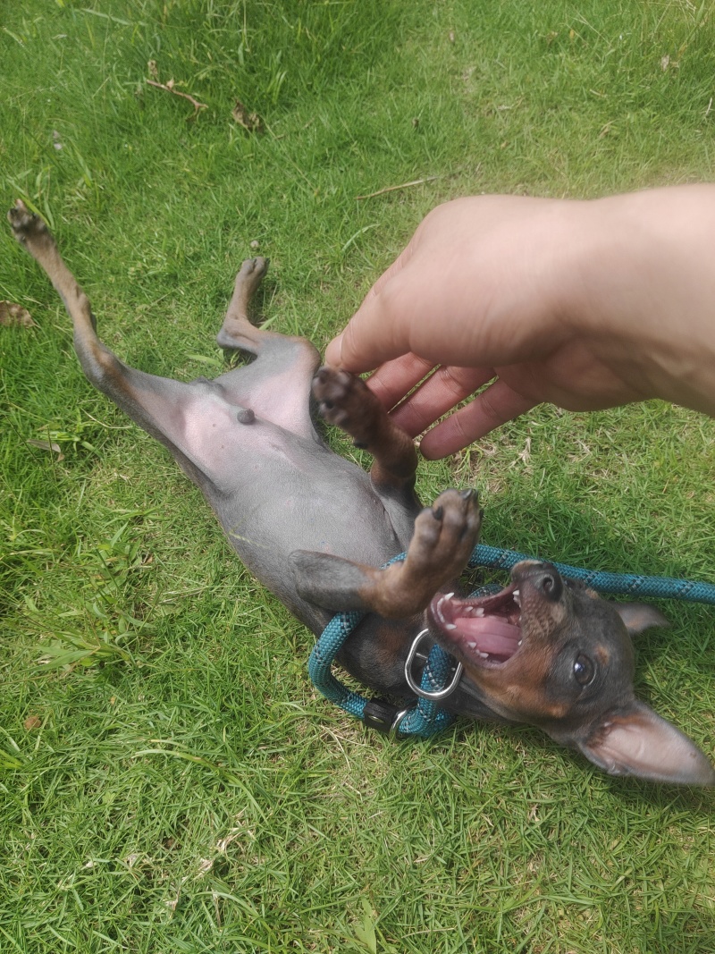 蓝色小鹿犬