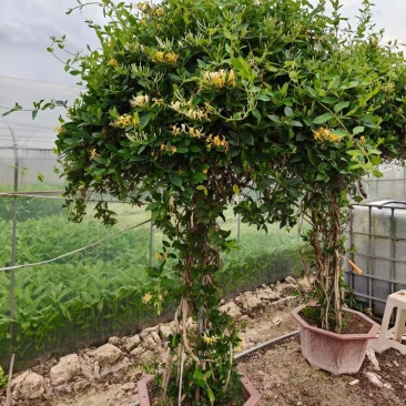 食用金银花