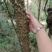 飞龙掌血（野生）
