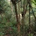 飞龙掌血（野生）