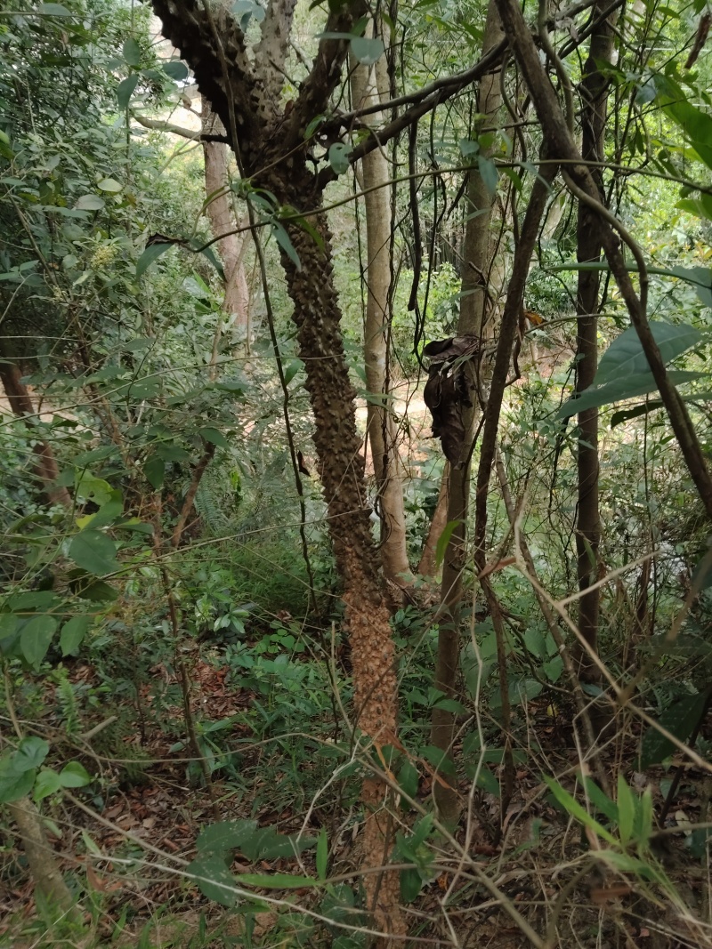 飞龙掌血（野生）