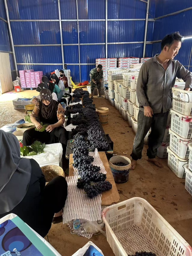 云南蓝莓葡萄大量上市，对接电商、外贸、市场货联系看货