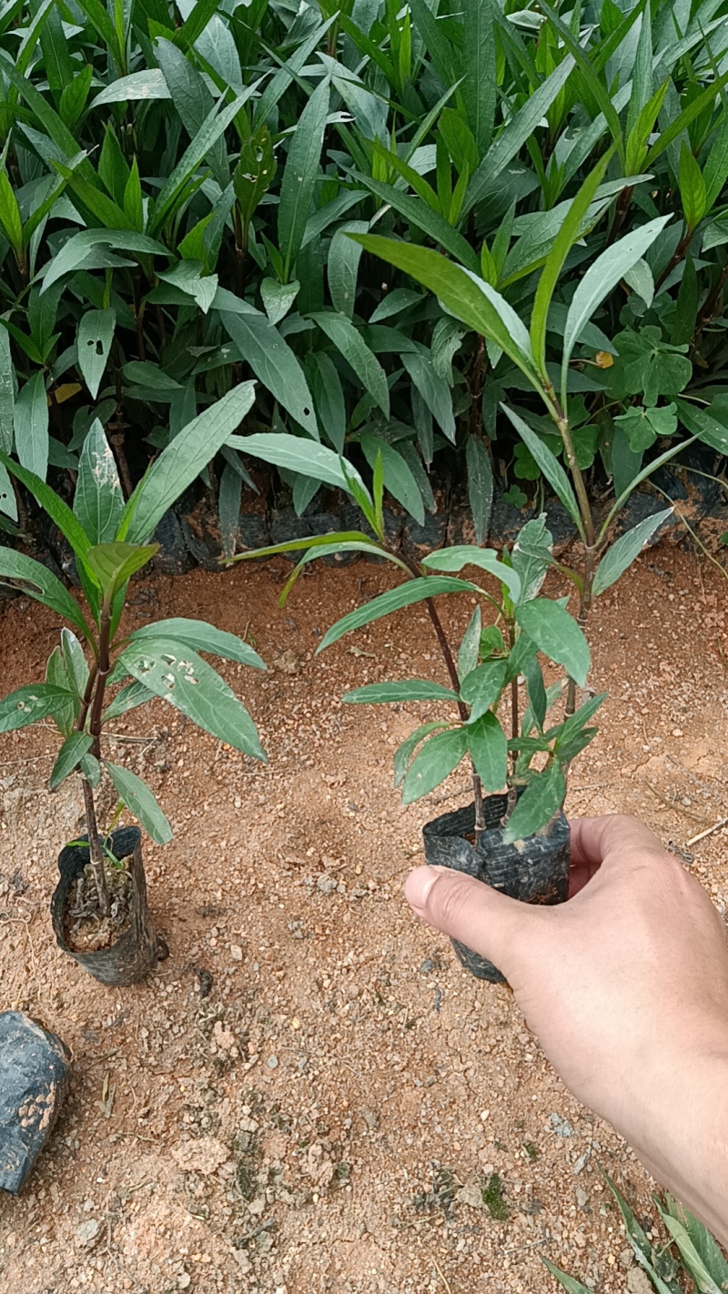 翠芦莉袋苗各种规格大量现货供应价格低低