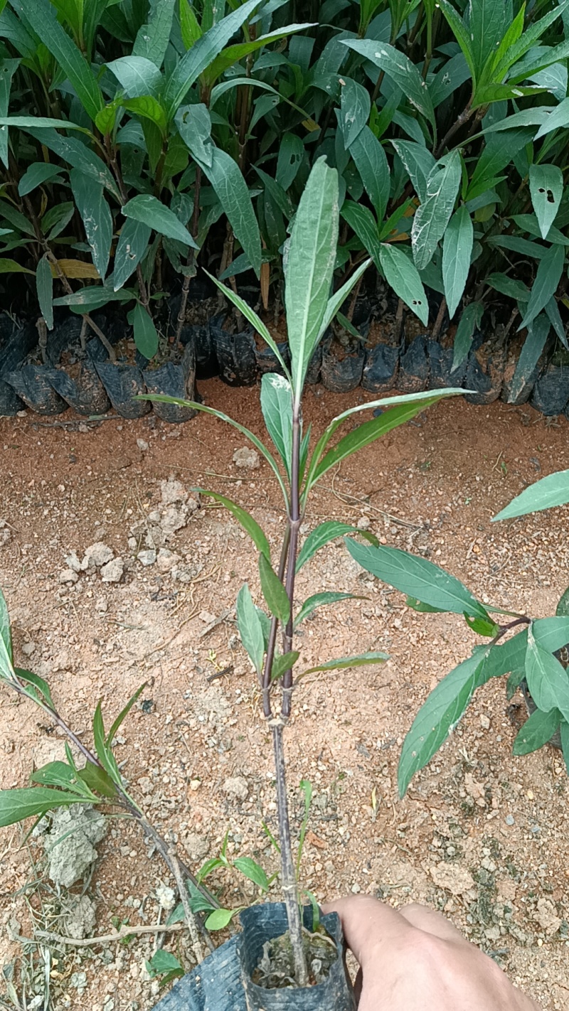 翠芦莉袋苗各种规格大量现货供应价格低低