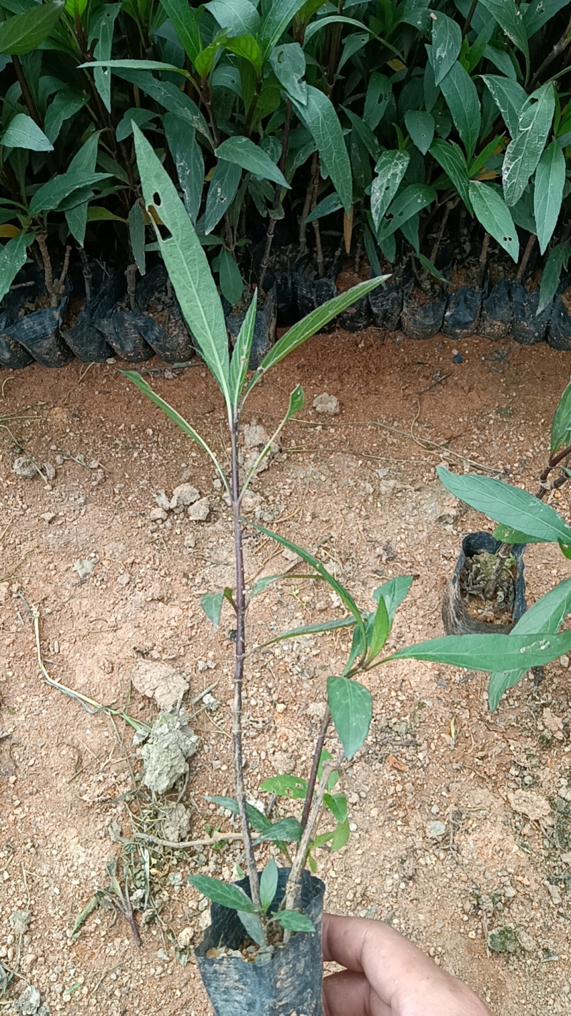 翠芦莉袋苗各种规格大量现货供应价格低低