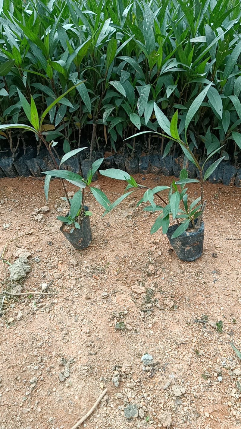翠芦莉袋苗各种规格大量现货供应价格低低