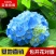 八仙花种苗无尽夏绣球