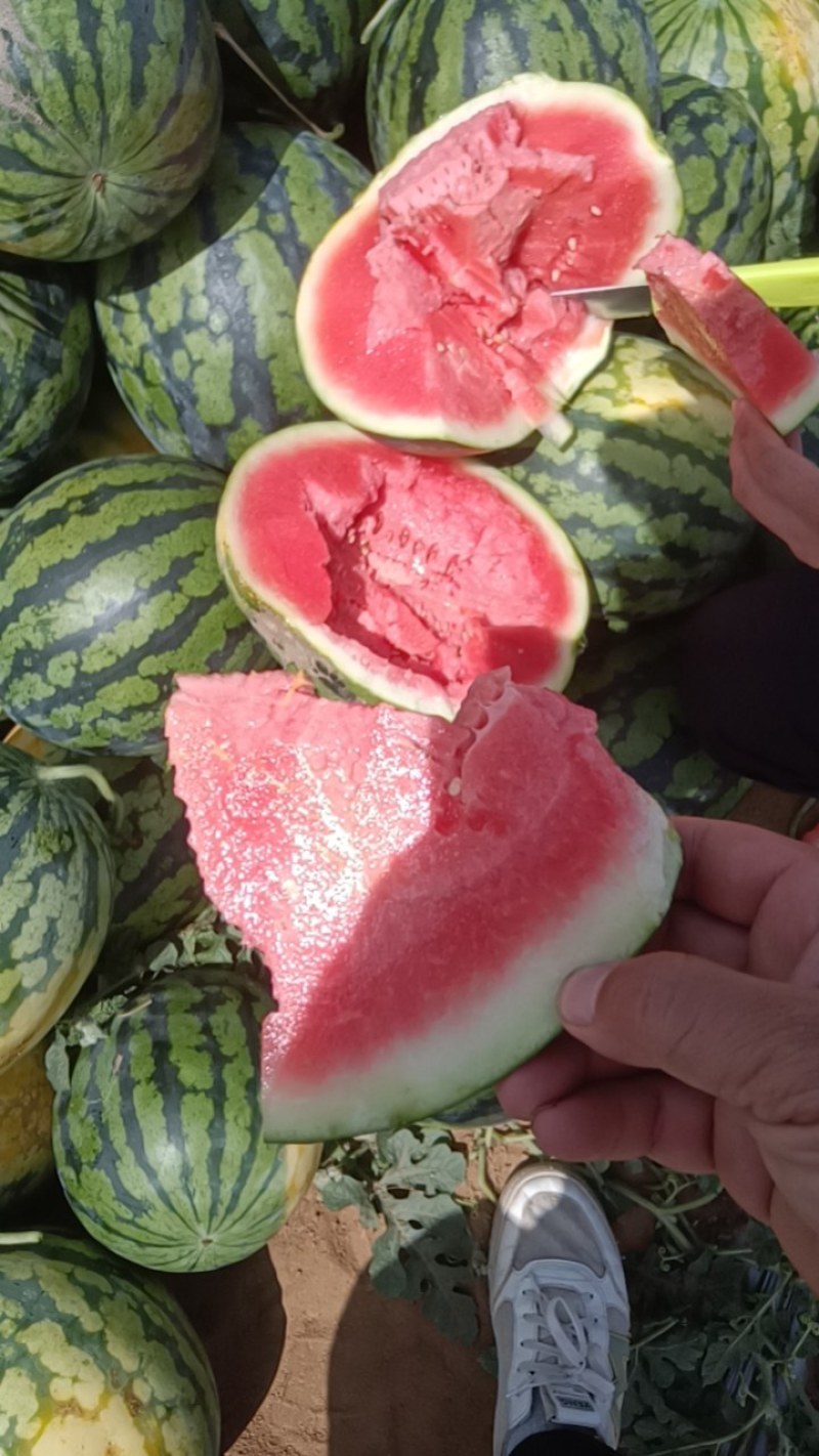 广西甜王西瓜原产地大供应，品质保证，价钱便宜，诚信合作！