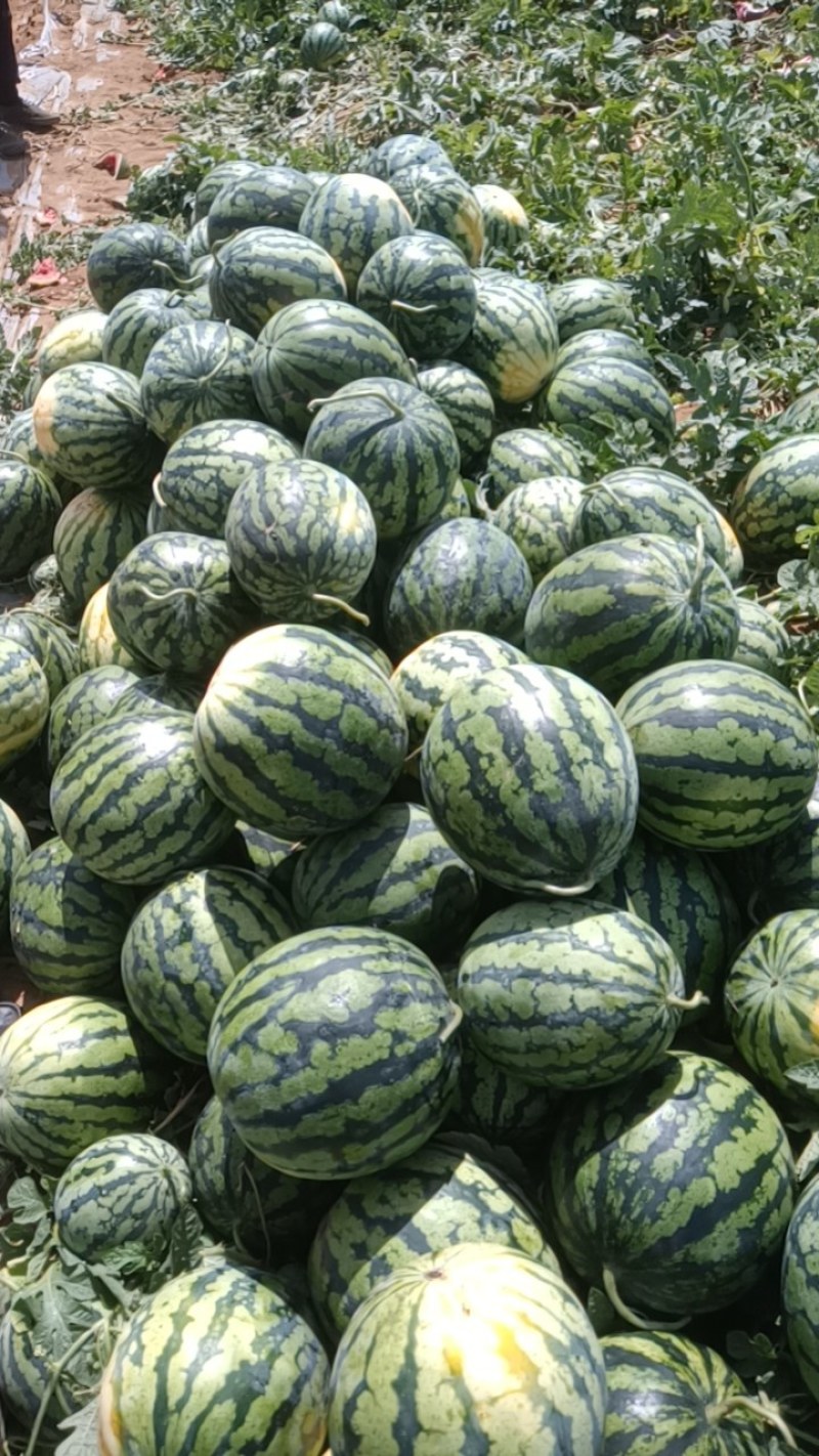 广西甜王西瓜原产地大供应，品质保证，价钱便宜，诚信合作！
